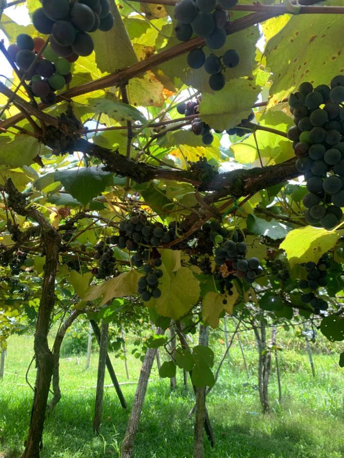Вилла Sitio Vale Dos Vinhedos Бенту-Гонсалвис Экстерьер фото
